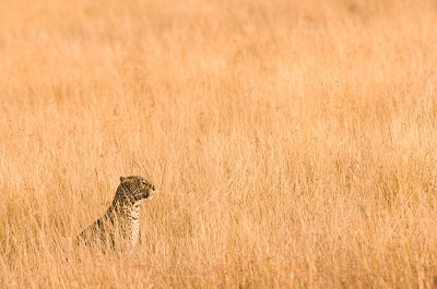 Olive was bekend van BBC's documentaire 'Big Cat Diaries' waarin ze vanaf 2008 regelmatig verscheen. Een prachtige dame, die haar naam kreeg omdat ze als favoriete stekje een olijfboom had uitgekozen, waarin ze graag ging rusten. In september 2013 werd ze dood aangetroffen met bijtwonden. Olive had een aanvaring gehad met een leeuw en had de vechtpartij verloren. Ze was zeer geliefd omwille van haar 'roem' en schoonheid, maar bij haar dood liet ze 7 nakomelingen na, die haar nagedachtenis levend houden. Ik heb het geluk gehad haar in 2010 nog te kunnen fotograferen. Masai Mara, Kenia.