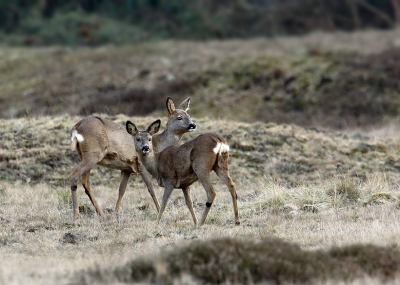 Deze twee reen lieten zich in alle rust fotograferen, vanuit de auto genomen