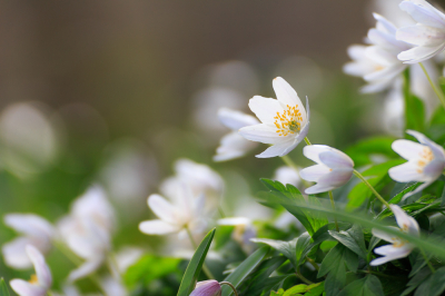 Aan het eind van de grijze middag brak de zon nog even door. De anemoontjes groeien in hele mooie groepjes die ik erg lastig vind om mooi allemaal tegelijk in een foto te vangen. Een enkele bloem doet dan ook geen recht. Ik vond dit een goed compromis.
