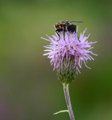 In de zomer van 2014 ben ik met de camera weer eens op pad gegaan in de achtertuin. Alhoewel macro fotografie mijn ware interesse trekt, ben ik momenteel helaas nog niet in het bezit ervan.