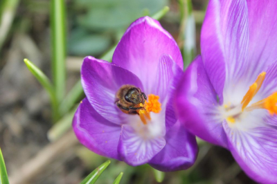s 'middags onder een linde boom in de schaduw waren de bijen druk bezig
