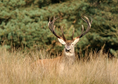 Dit hert "zat" al sinds het eerste licht ver voor me in de heide; stond op een gegeven moment op en liep "de wereld uit". Tot mijn verrassing kwam hij goed 1,5 uur later - in de volle zon - weer uit de dekking om recht op me af te komen. Topervaringen met veel adrenaline. Maakte de succeskans dit jaar 25% (dus 1 op de 4 ochtenden een fatsoenlijke plaat).