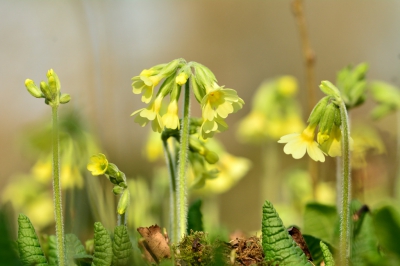 mooi bosje sleutelbloemen gevonden, op de knien en wachten tot de wind ging liggen