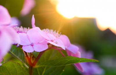 Deze zachtroze bolhortensia is gefotografeerd in het warme licht van een zomerse zonsondergang. Nadat er 3 foto's gemaakt waren, verdween de zon in het prachtige landschap.