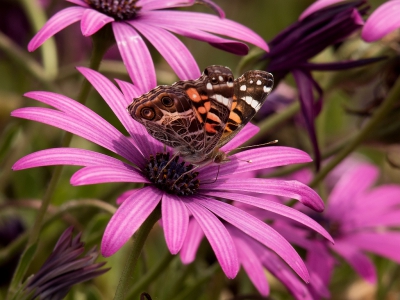 Vandaag een bijzondere vlinder die volgens mij nog niet op Nederpix staat. De soort lijkt sterk op de distelvlinder (Vanessa cardui), maar onderscheidt zich duidelijk door de twee grote ogen op de onderzijde van de achtervleugel. Gemaakt op het terras van http://montehorizonte.nl in de Alentejo regio van Portugal.
