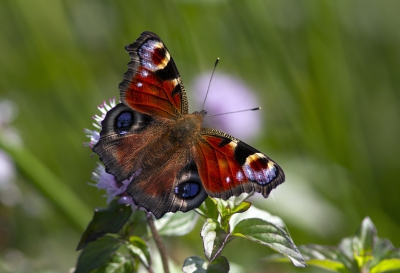 Prachtige vlinders vind ik het! Mijn eerste vlinder op Nederpix!