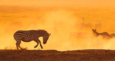 "Twilight Dancer" - De stoffige vlaktes van Amboseli zijn een ideaal plekje om met tegenlicht te spelen... Amboseli, Kenia.