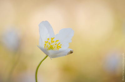 Veel bloemen stonden er niet, maar de enkele mooie exemplaren kon ik wel mooi vastleggen. De bloem staat in de schaduw en de zon schijnt op de achtergrond.