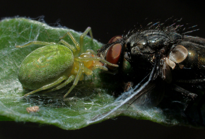 Deze spin heeft de prooi stevig vast, dat je goed kunt zien aan de voorste poten. Toen ik de foto aan het maken was, probeerde de vlieg weg te komen, maar helaas lukte dat niet meer. Olympus E300 met 35mm Macro.