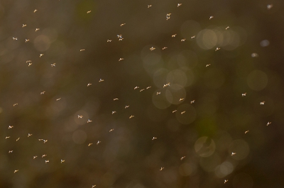 Onder het mom van: buds and balls, nog maar een fotootje. Past wel bij de Sleedoornfoto. Deze enorme groep muggen danste voor een door de zon beschenen bosrand met een enkel blaadje. Zo gaan staan dat de lichte vlekken in de achtergrond kwamen.