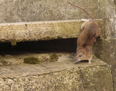 deze bruine rat rende af en aan van zijn holletje naar het konijnenhok van de overburen:)