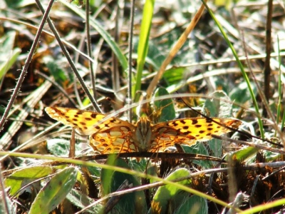 <i class='fa fa-user'></i>&nbsp;Tim Hofmeester&nbsp;| Kleine Parelmoervlinder&nbsp; <i class='fa fa-eye'>&nbsp;207</i> &nbsp; <i class='fa fa-comment-o'>&nbsp;0</i>