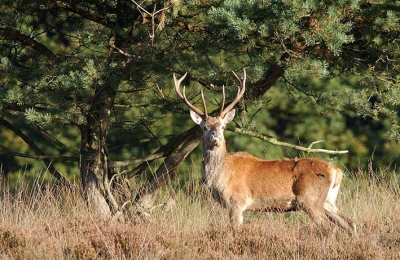Dit hertje stond de hele ochtend zo'n beetje op de richel; ook toen het grote hert (zie foto hiervoor/hierna) weer uit de dekking kwam. Genoeg licht, maar persoonlijk vind ik opnames net voor de zon opkomt mooier wat sfeer betreft dan die harde zonlichtopnames.