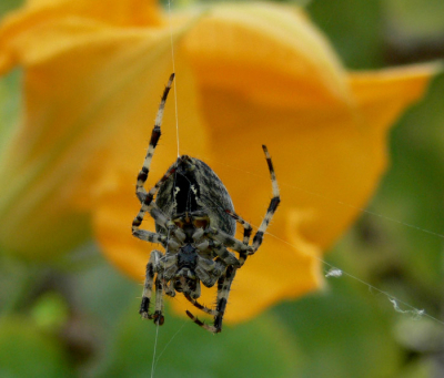 Een van de zeer vele kruisspinnen in mijn tuin. Op de achtergrond een bloem van de kalabas. Er zijn altijd veel spinnen maar dit jaar bijzonder veel.