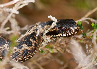 Vroeg in de ochtend, sluierbewolking, niet te warm. Ideaal weer om foto's te kunnen maken.