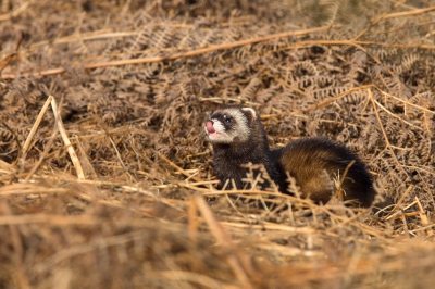Wachtend op de geelgorzen hoorde ik alarm roepjes van de roodborsttapuiten.  Dat trok meteen mijn aandacht.  Vijf minuten bleef hij zitten.  Rustig poetsend, krabbend en veelvuldig de lucht opsnuiven.  Heerlijk momenten als natuurliefhebber