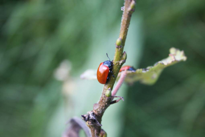 De foto is genomen op een zonnige nazomerdag in Meijendel, waar ik deze kevers tegenkwam tijdens een wandeling.