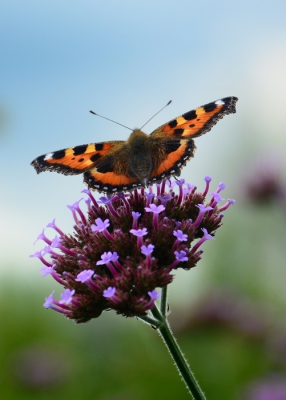 Deze foto is op een warme zomermiddag gemaakt in de achtertuin. Uit de hand gefotografeerd met een handmatige scherpstelling.