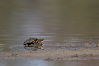 Opeens een paar schildpadden in het vizier. Licht van achter mij. Diverse fotos met toekijkende vogels.