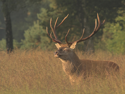 Bij gebrek aan nieuwe foto's nog maar een van 1 september om de stemming er in te houden. Dit is weer het zelfde hert als op mijn vorige foto, terwijl hij achter de ander aan zit.

420mm, 1/125, F9.0, iso 200, -1 stop.