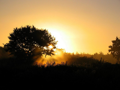 Morgenstond heeft.....?
Op komende zon in vroege ochtend mist op trektelplek