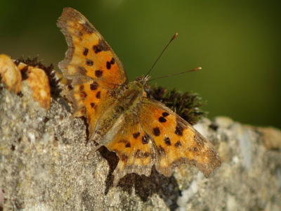 Afgelopen zomer deze vlinder gefotografeerd in Frankrijk. Ik zou graag willen weten om welke vlinder het hier gaat.