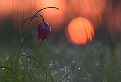 De Kievitsbloemen staan weer in bloei. In alle vroegte voor zonsondergang de weilanden in. Een beetje rijp en dauw over de velden. Bij zonsopkomst deze tegenlichtopname gemaakt. Met statief en afstandsbediening.