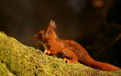 Deze jong eekhoorn lag lekker te pitten in het voorjaarszonnetje. Kon tot 4 meter naderen, je hoopt dat de eekhoorn op het groene mos gaat zitten en dat gebeurde.