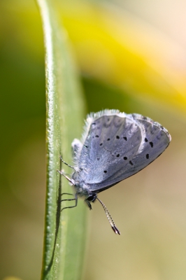 Na al het oranjetipjes-geweld van de afgelopen dagen, breng ik graag een blauwtje in stelling. In de tuin, nog opwarmend, dus benaderbaar, heb ik dit boomblauwtje kunnen kieken. Het beestje zat redelijk verscholen dus met veel kunst en vliegwerk dit er nog van kunnen maken.
