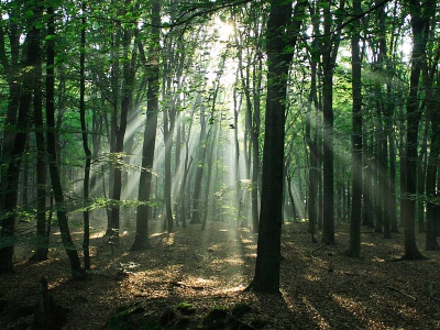 <i class='fa fa-user'></i> Martijn | Zonnestralen door de bomen  <i class='fa fa-eye'> 243</i>   <i class='fa fa-comment-o'> 0</i>