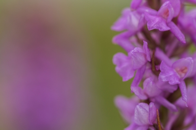 Foto genomen in de ochtend. Geprobeerd om iets andere compositie te vinden wat aardig gelukt is vind ik zelf.