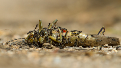 Mieren waren krekel aan het 'wegwerken', ongetwijfeld een 'feestmaaltijd'. Foto gemaakt plat op de buik, met 100-400 mm zoom.