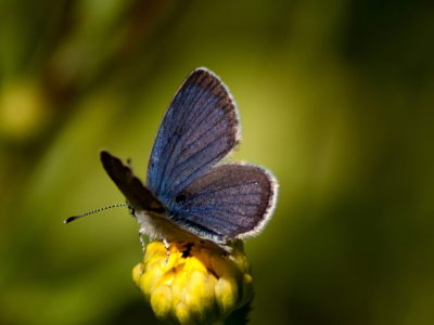 Ik dag dat het een Moors Bruin Blauwtje was maar het was een Moors Dwergblauwtje. Als iemand denkt dat het de Dwergblauwtje zeg dan wat het verschil is bedankt.