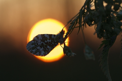 Hier nog een foto maar dan op f4.5 genomen, de zon komt dan direkt kleiner in je beeld.
hooglichten iets terug verder alleen verkleind