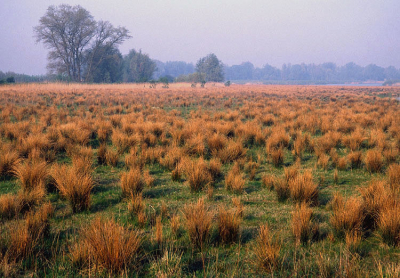 <i class='fa fa-user'></i> Roel Meijer | Nieuwe natuur in de Biesbosch  <i class='fa fa-eye'> 405</i>   <i class='fa fa-comment-o'> 0</i>