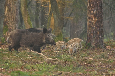 Tegen de avond komen de Everzwijnen tevoorschijn om te foerageren. Hier kwamen er al mensen aan en moest er even geluisterd worden om daarna met zijn allen te vluchten helaas.