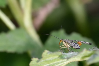 Op zoek naar deze insectensoort een mannetje en vrouwtje aangetroffen en elk jaar maar op een punt in het hele gebied lijkt het. Hier het mannetje met zijn angel waarmee hij alleen het vrouwtje vastpakt. Helaas nog nooit gezien.