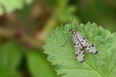 Het vrouwtje van deze insectensoort heeft geen angel, maar alleen een sprietig uiteinde. Wel ook rood van kleur en vooral bij het mannetje kan de kleur intenser rood worden als hij een vrouwtje ziet.