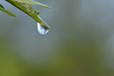 Tijdens de speurtocht naar schorpioenvliegen drie regenbuien gehad en dan drupt de hele omgeving nog na. Je kunt de omgeving een beetje in de regendruppel zien dus ook gelijk landschapsfotografie.