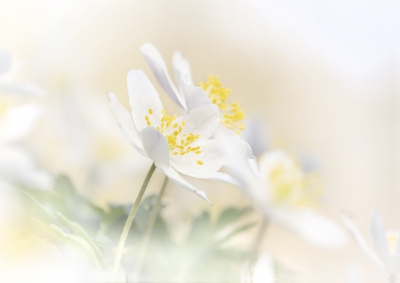 Nog maar een maand geleden zat er nog geen blaadje aan de bomen en was de bosbodem bedekt met een tapijt van bloeiende  anemonen. Heb de camera tussen de bloemkelken gehouden om een witte waas te creren