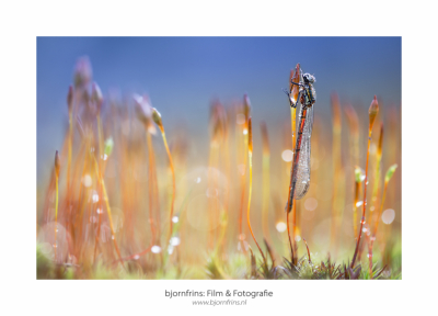 's Ochtends vroeg op pad op zoek naar juffers. Niet veel exemplaren te vinden die ochtend. Waarschijnlijk door het te wisselvallend weer. Gelukkig kwam deze nog op mijn pad.