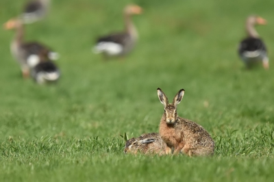 Deze Hazen nu niet eens in Arkemheen gefotografeerd maar een polder ernaast in Eemnes en het lijkt erop dat hier meer hazen zitten dan in de buurpolder.