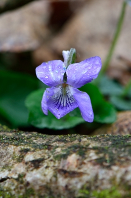 Ik heb deze foto net na een regenbui gemaakt. Ik was niet op weg om een macro/close up foto te maken. Deze bloempje stond gewoon langs het pad en ik had mijn macro lens op mij camera zitten.