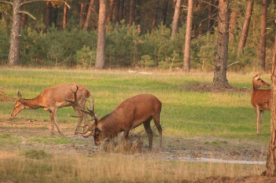 Gisteren voor het eerst naar de veluwe geweest om te kijken of ik ook een edelhert kon fotograferen. Op Nederpix gekeken welke plaatsen aangegeven stonden en daar naar toe. Aangekomen op de wildobservatieplaats 'de schuilhut' bleken veel meer mensen op dit idee gekomen te zijn. Er stonden minstens 20 fotografen in rij opgesteld en een heleboel dagjesmensen. Niet echt mijn idee van natuurbeleving, maar goed, ik was er nu en ben maar in de rij gaan staan. Hetzelfde hert dat al eerder op Nederpix was geplaatst kwam er al snel aanzetten met een roedel van ongeveer 10 hindes. Schitterend mooi. n keertje burlen en toen een modderbad. De hindes aten alle gestrooide bix en appeltjes op en vertrokken toen weer. Het mannetje er natuurlijk achteraan. Alles bij elkaar een minuutje of 15.
Voelde me wel net een paparazzi in een line up bij een filmpremiere.

Foto's gemaakt met mijn Sigma 75-300. Heb besloten te gaan sparen voor een sigma 50-500...