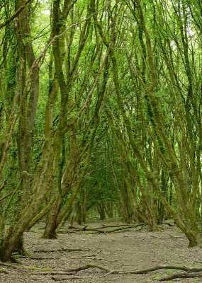 Vanochtend weer op vroeg op pad, heerlijk een paar vrije dagen. Het licht was een stuk fijner dan gisteren. Deze keer naar het Larserbos. Weer een vos gezien die er meteen als een speer vandoor ging toen-ie mij zag. Het Larserbos is (ook) aangelegd rondom enkele zandwinputten die met elkaar verbonden zijn. In, of eigenlijk meer tussen de plassen ligt een soort eiland waar ik nog nooit geweest was omdat het pad daar doodloopt en ik dacht dat er weinig te beleven viel. Vanochtend toch dat eiland eens opgelopen. Geen spijt. Net zoals andere delen van het Larserbos is het bos daar aangelegd. Hier zijn het esdoorns met vrij klein blad.  Ondanks de aanleg lijken de bomen redelijk at random te staan, ik kon geen echte rijtjes ontdekken, behalve langs het pad.