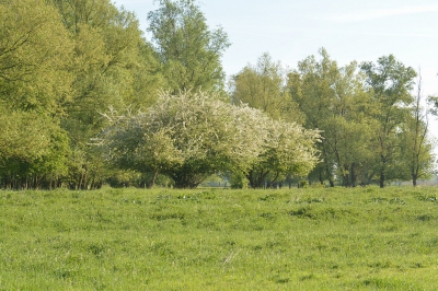 Nu precies een week gelden kwam ik op natuurgebied de Groesplaat deze bloeiende meidoorn tegen .Vond hem erg mooi en wil dat met jullie delen.