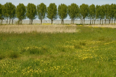 Hier in de zuidelijke randstad heeft men "natuur"aangelegd. Heel fijn voor ons, de mensen die hier wonen. Nu kan ik zo uit mijn achterpad het gloednieuwe bos inlopen. Maar de bebouwing is nooit ver en is in foto's bijna niet te vermijden. Ik hoop dat de moderatoren me daarom het glimpje kas willen vergeven. Het is de meest transparante bebouwing die er is en bovendien mooi in ritme met de populiren.