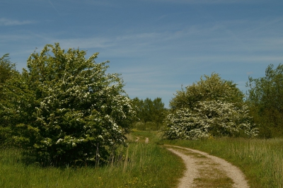 Zondagmiddagwandeling. Wie wat vindt heeft slecht gezocht, zei de dichter ooit. Hier hoef je niet naar te zoeken, het is overal.