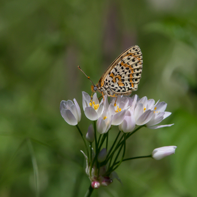 Met de macro lens geprobeerd maar ze bleven niet zitten, dan maar met de telelens, bij bleef bijna de heldentijd met zijn vleugels open zitten en een enkele keer met gesloten vleugels,