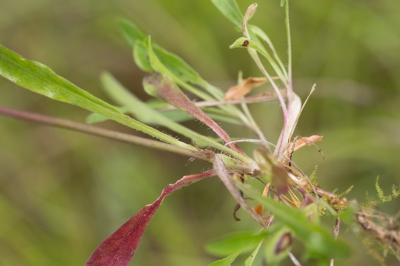 Op pad gegaan om de roder gekleurde nutans opnieuw te vinden; die met de 'rode' bloempjes niet gevonden. Wel van een 'oud roze'-kleur, waarbij het opvalt dat de 'binnenkant' van de kelkbladeren dan wit zijn.
Hier een uit de grond gerukte plant, de rode stengels voelen kleverig aan.